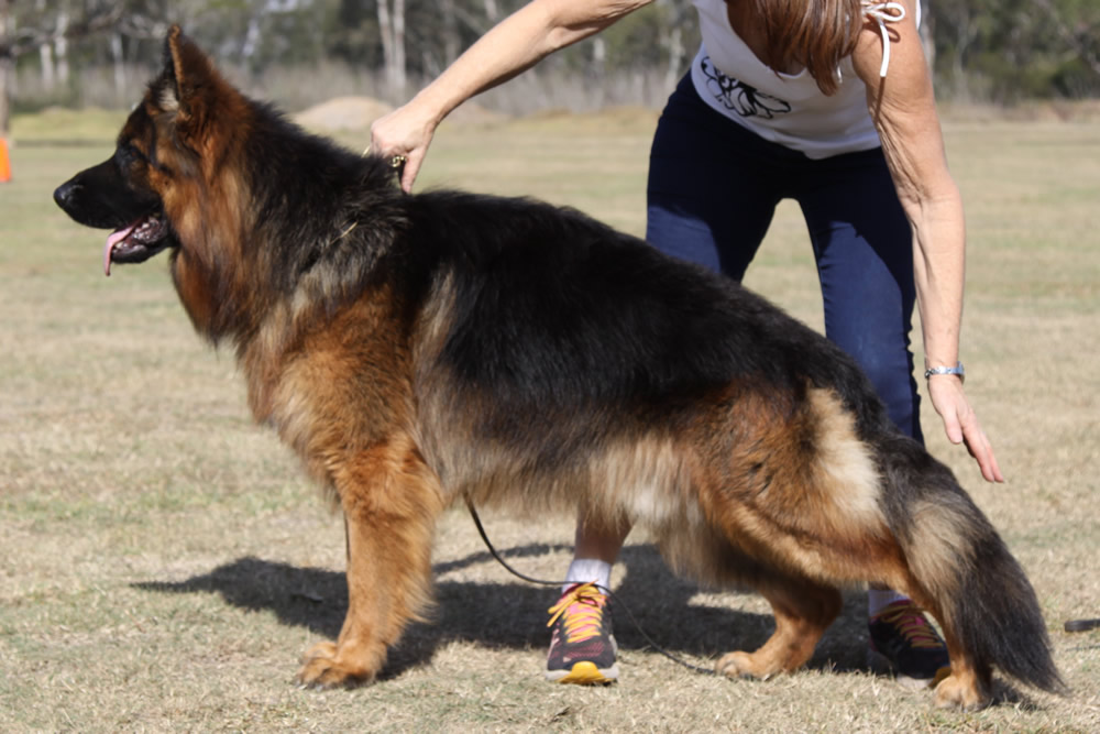 German Shepherd Dog SUNDANEKA TROY